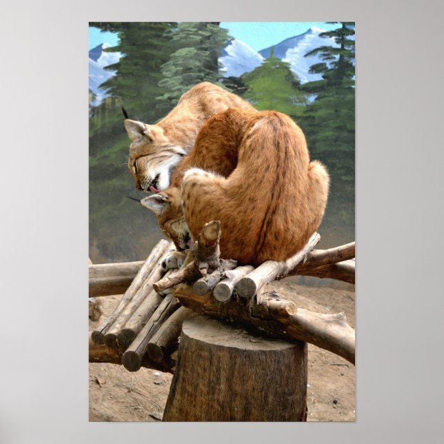 Póster Gatos-lince (Frente)