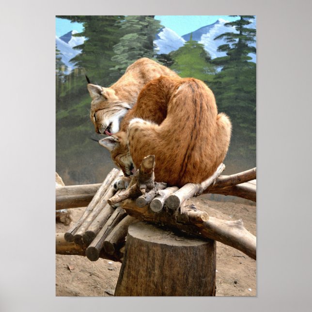 Póster gatos Lynx (Frente)