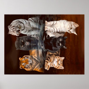 Poster Gatos Refletem Água, Gatos Engraçados Dão Ideia