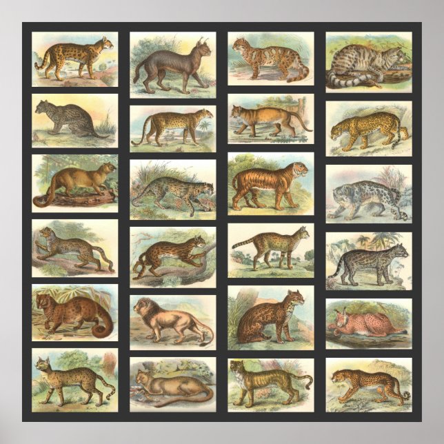 Póster Gatos Selvagens (Frente)