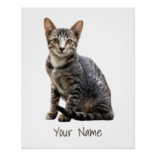 Póster Gatos Vintage Retrato Pet Tomcat Animal Design