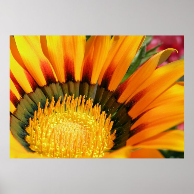 Póster Gazania (Frente)