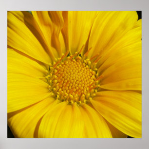 Póster Gazania