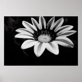 Póster Gazania