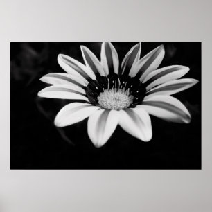 Póster Gazania