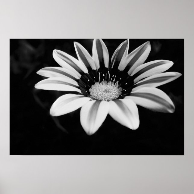 Póster Gazania (Frente)