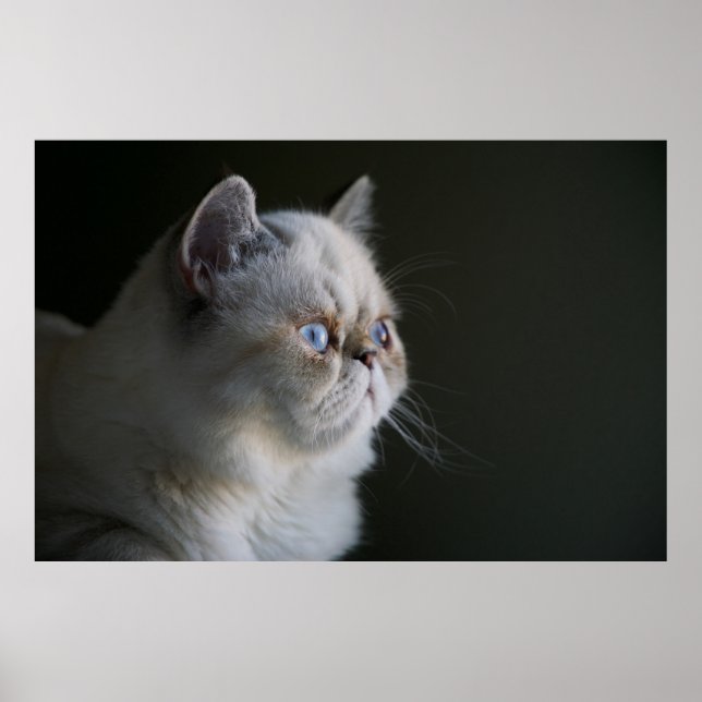 POSTER GAZE AZUL (Frente)
