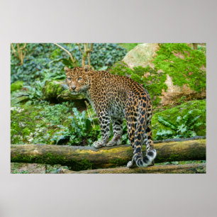 Poster Gaze de Fierce Elegance Jaguar
