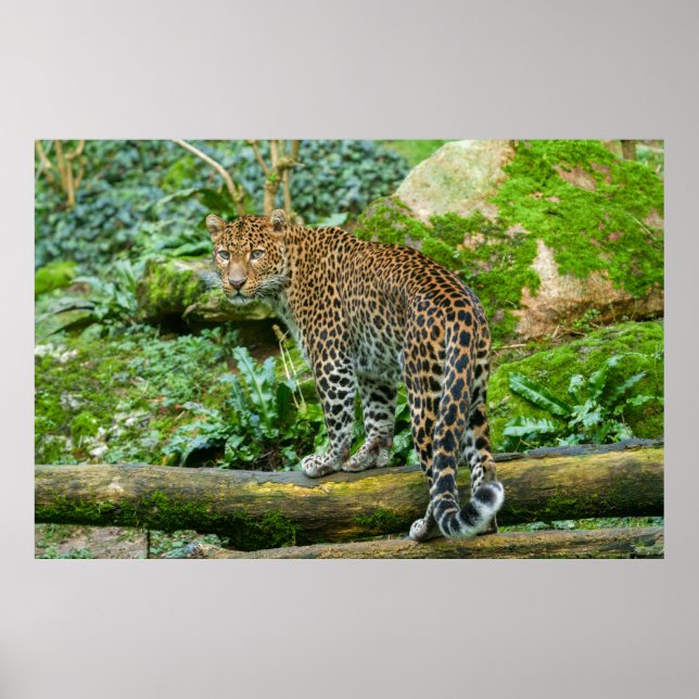 Poster Gaze de Fierce Elegance Jaguar (Frente)