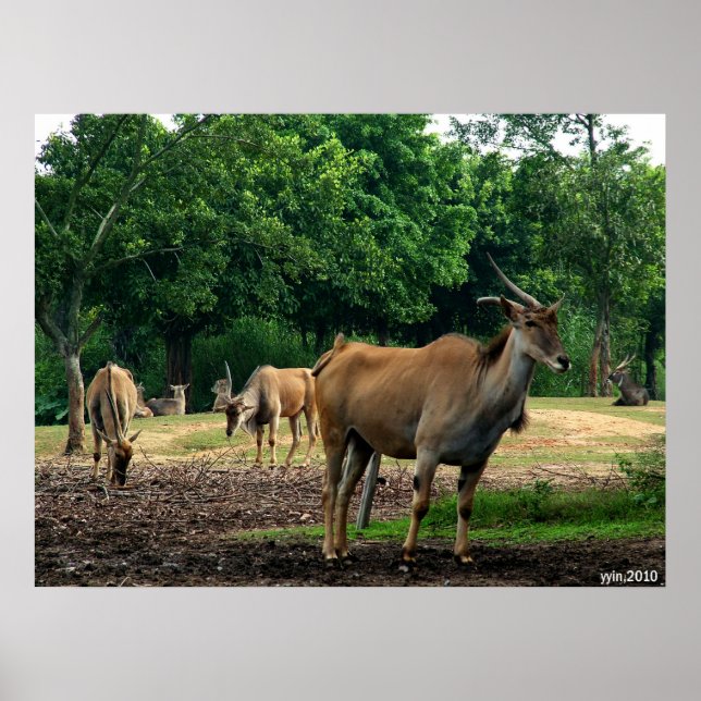 Poster gazela (Frente)