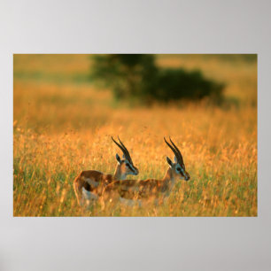 Poster Gazela de Thomson (Gazella Thomsonii) ao Amanhecer