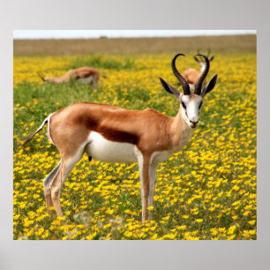 Poster Gazela no campo