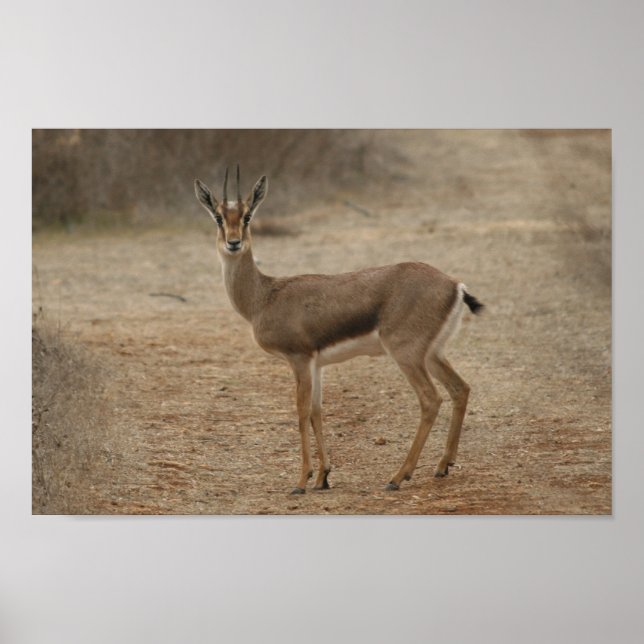 Póster Gazelle (Frente)