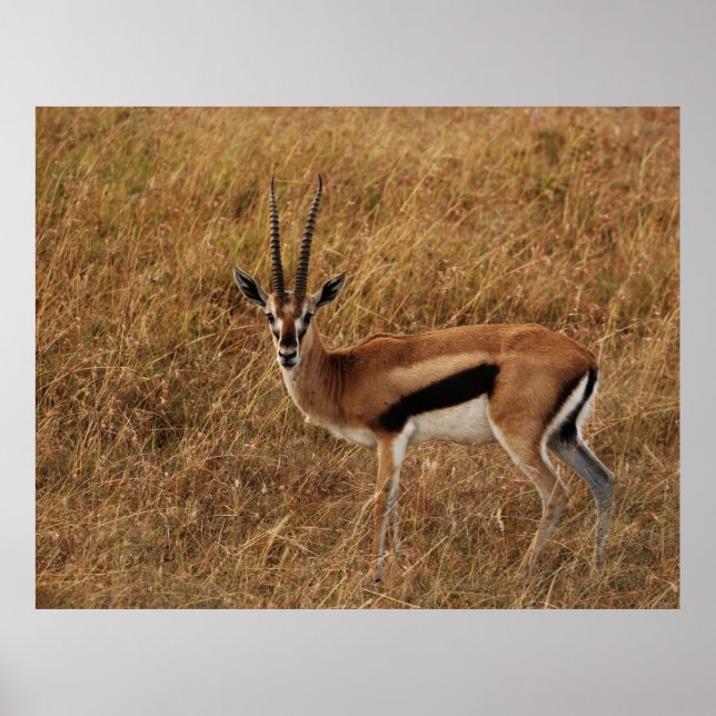 Poster Gazelle Horn com (Frente)