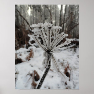 Poster Geada de inverno em plantas na floresta
