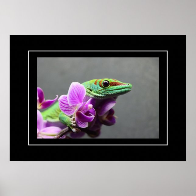Poster Gecko (Frente)