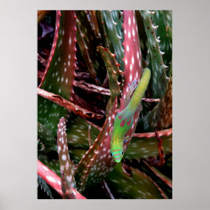 Poster Gecko do Dia da Pó Dourada