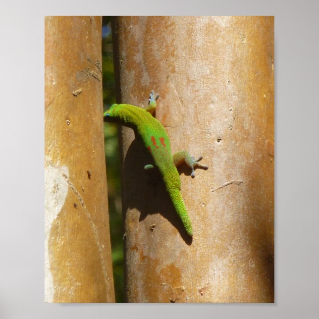 Poster Gecko havaiana na goiaba (Frente)