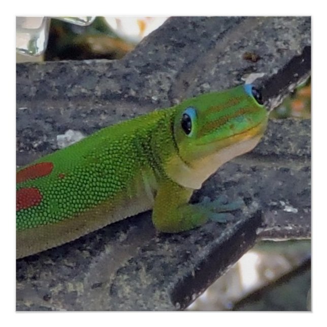 Póster Gecko Havaiano (Frente)