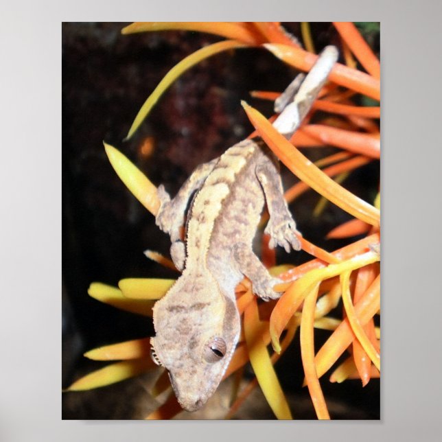 Póster Gecko Impressão/Poster (Frente)