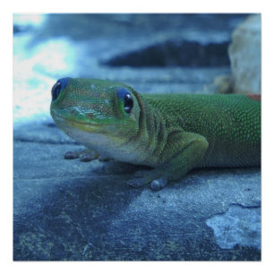 Póster Gecko lagarto havaiano