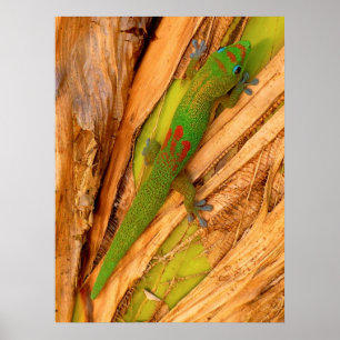 Poster Geco da poeira Dourado