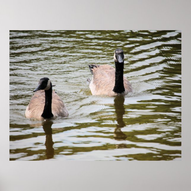 Poster Geese (Frente)