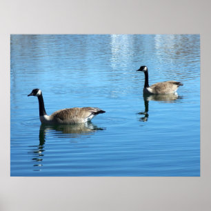 Poster Geese