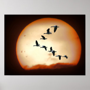 PÓSTER GEESE EM VOO