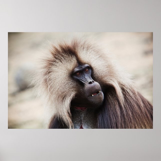 Poster Gelada Baboon, Etiópia (Frente)