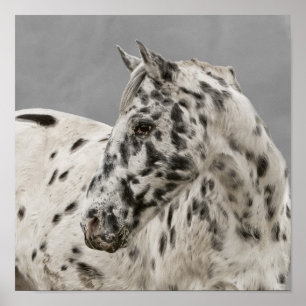 Póster Gelado appaloosa impressionante