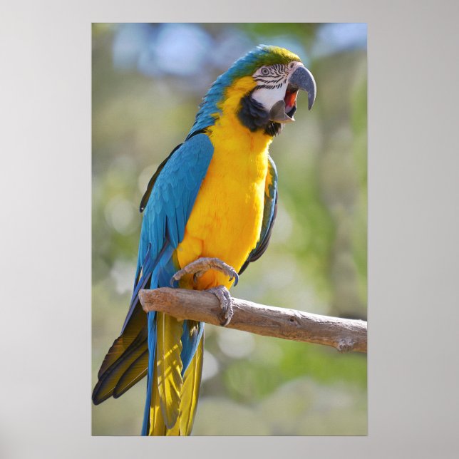 Poster Gelbbrustara macaw em perch (Frente)