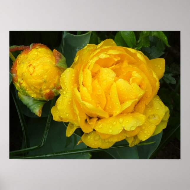 Poster Gelbe Tulpe vom Keukenhof Park (Frente)