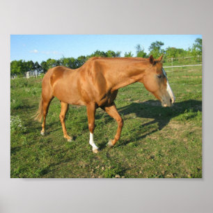 Poster Gelding de Cavalo Quarter