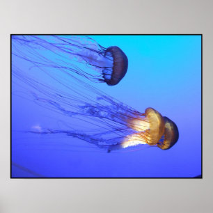 Póster Geléias