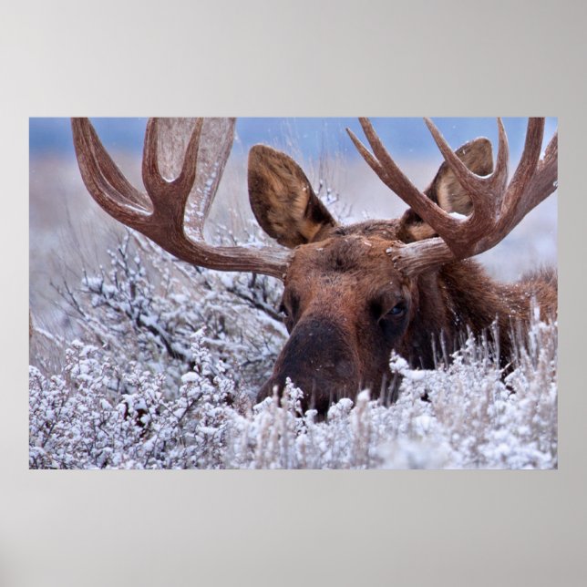 Poster Gelo e neve | Grand Teton National Park, Wyoming (Frente)