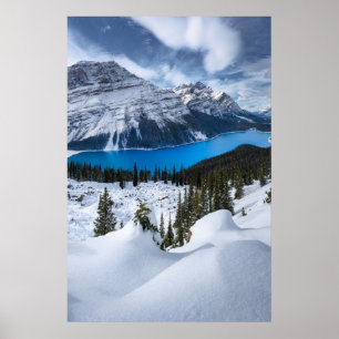 Poster Gelo e neve Peyto Lake, Rockies canadianos