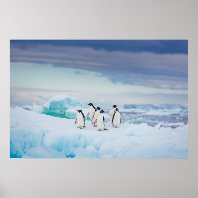 Poster Gelo e neve | Pinguins de adenda Antártica (Frente)