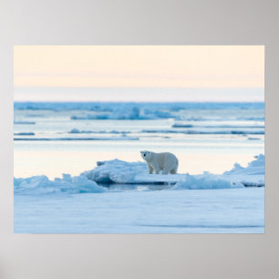 Poster Gelo e neve Polar Bear Iceberg Noruega