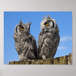 Poster Gêmeos Impressos