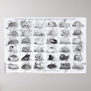 Póster Géneros da serra de vaivém dos escudos, bar. por