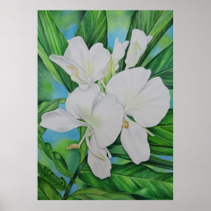 Poster Gengibre branco havaiano