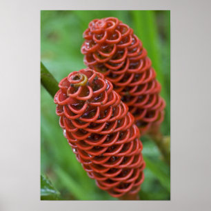 Póster Gengibre Colmeia, Zingiber spectabile),