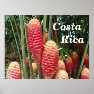 Poster Gengibre do champô, Costa Rica