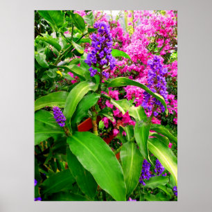 Póster Gengibre e Bougainvillea azuis