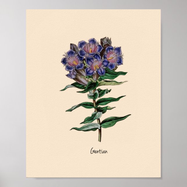 Poster Gentian Flower (Frente)