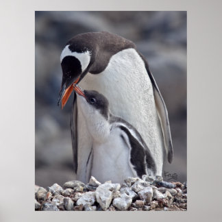 Poster Gentoo e estampa de filhote