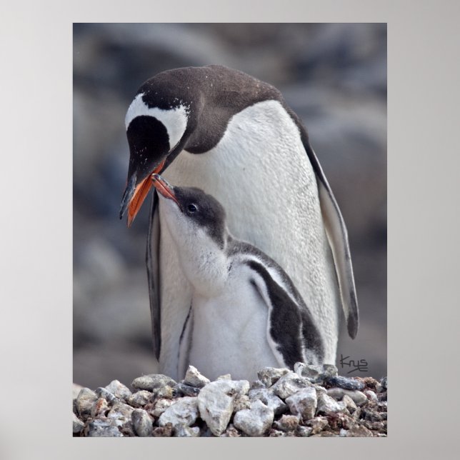 Poster Gentoo e estampa de filhote (Frente)