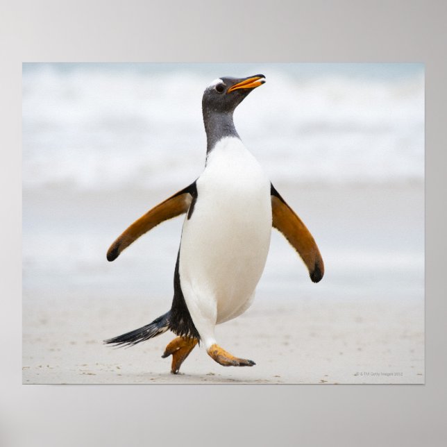 Póster Gentoo Penguin (Frente)