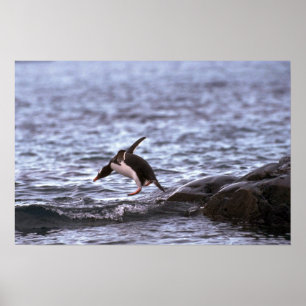 Póster Gentoo Penguin Pulando Na Água